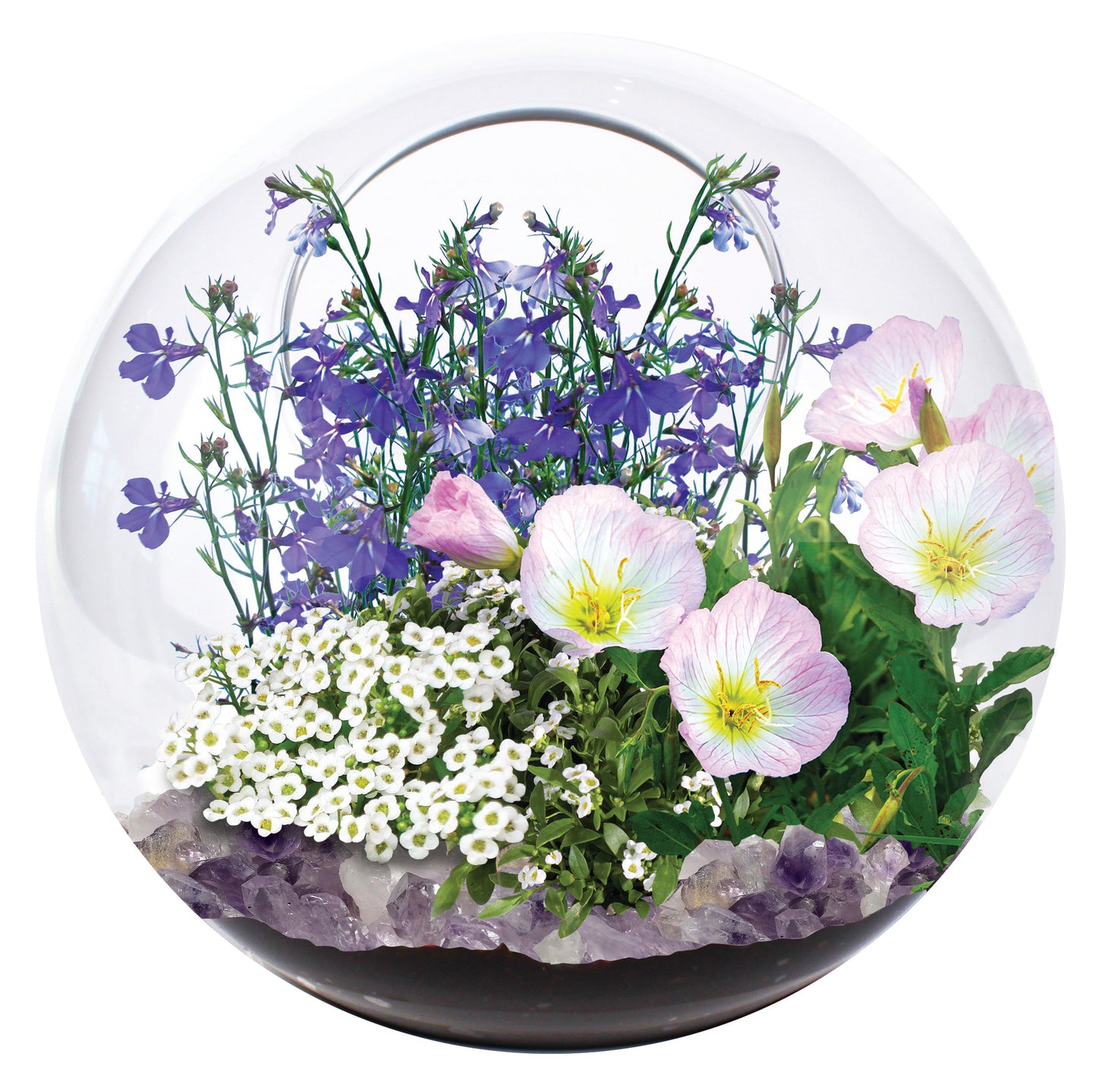 Glass dome terrarium with purple flowers, pink primrose blooms, white daisies, and amethyst crystals at base