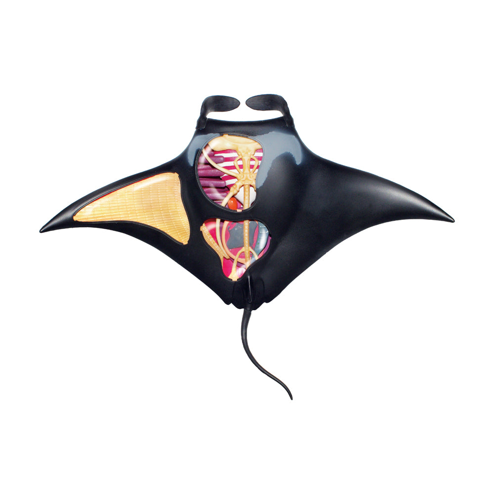 4D Master Manta Ray Anatomy Model Kit