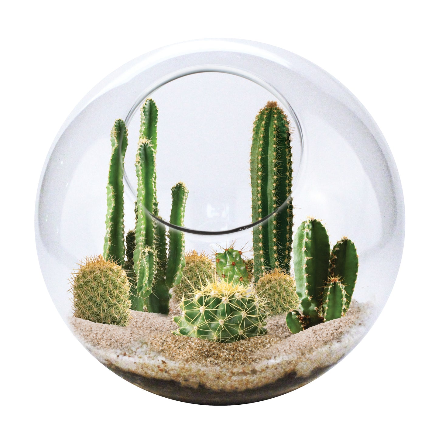 Glass globe terrarium containing green cacti of varying heights and tan round cacti in sand, with a black curved wire accent