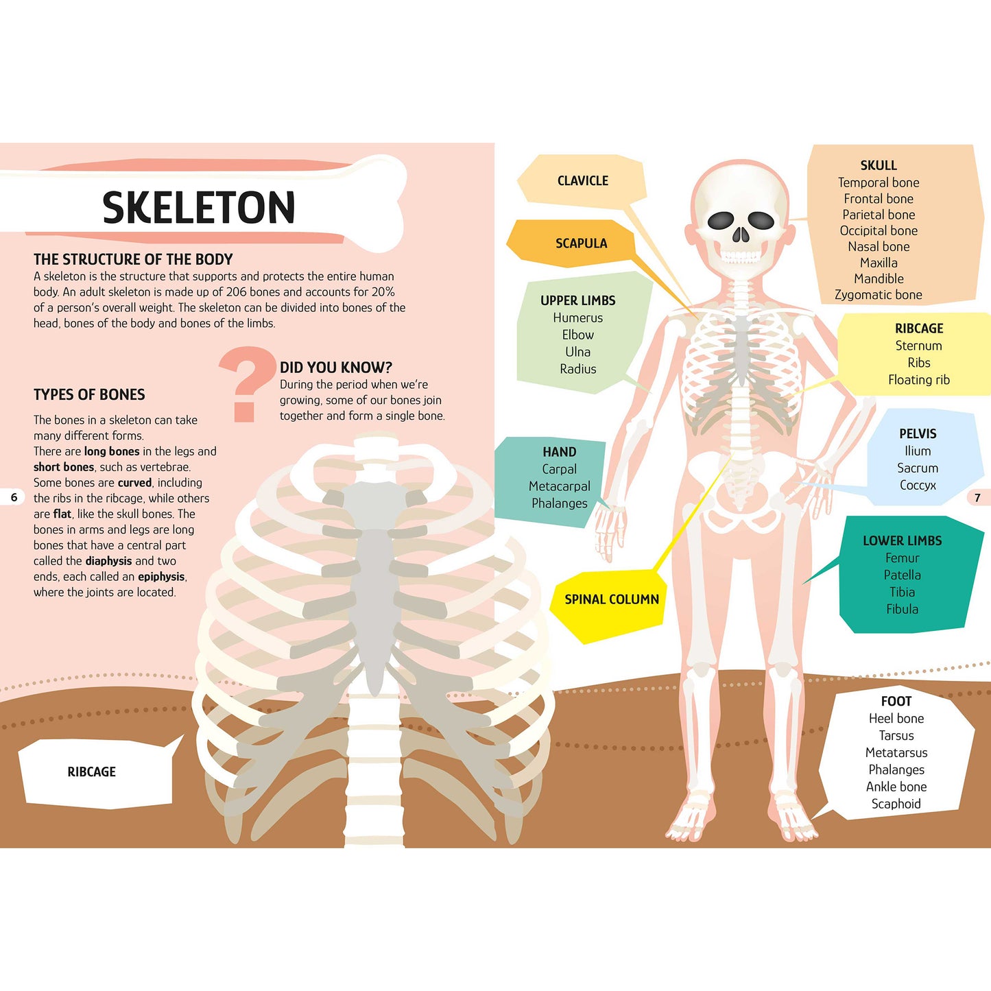 TLE: The Human Body skeleton educational poster showing labeled bones and anatomy