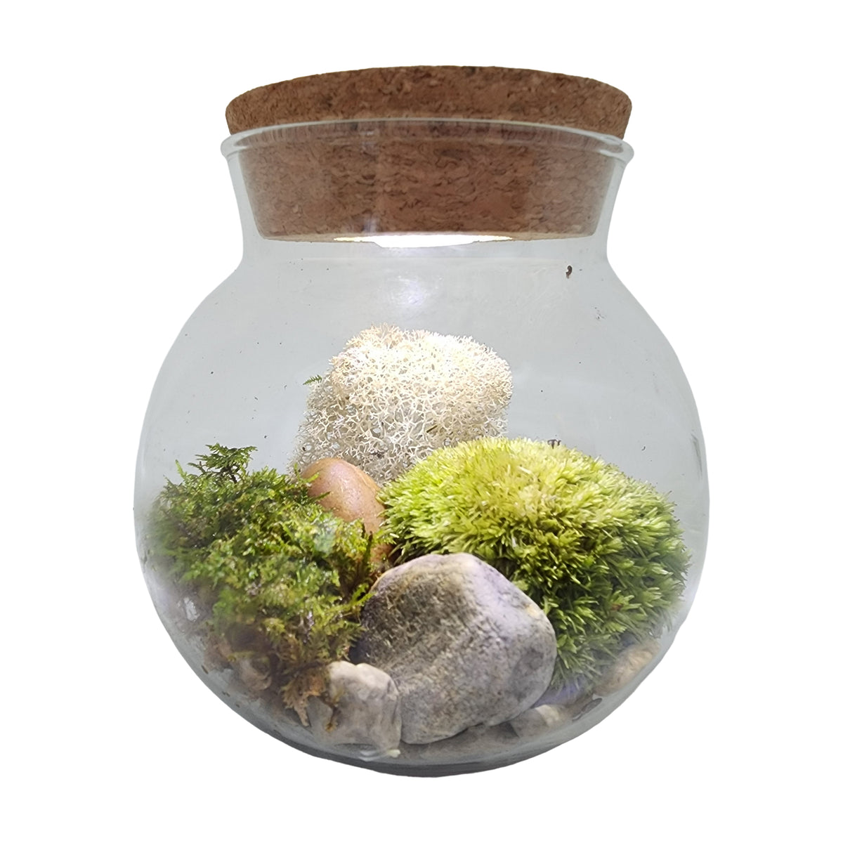 MossBowl - Cultivate Your Personal Green Zen Space