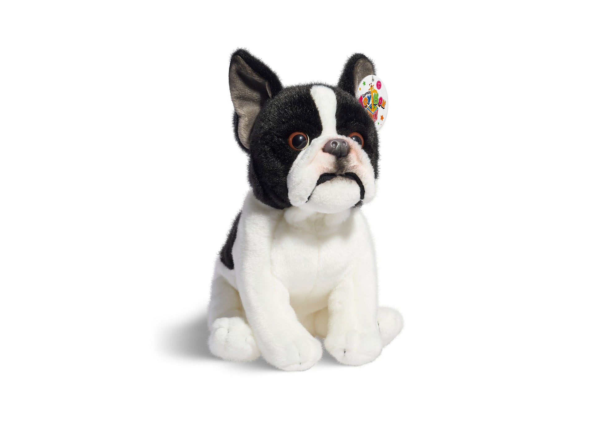 Black and white plush French Bulldog puppy with floppy ears and brown eyes, sitting on plain background