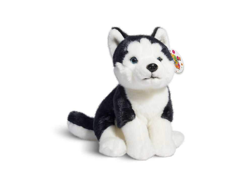 Black and white plush Siberian Husky puppy with blue eyes and pointed ears, sitting on plain background