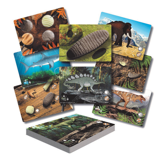 Set of 16 activity cards featuring dinosaurs, prehistoric creatures, fossils, and natural environments including shells, shark, stegosaurus, bear, and jungle sc