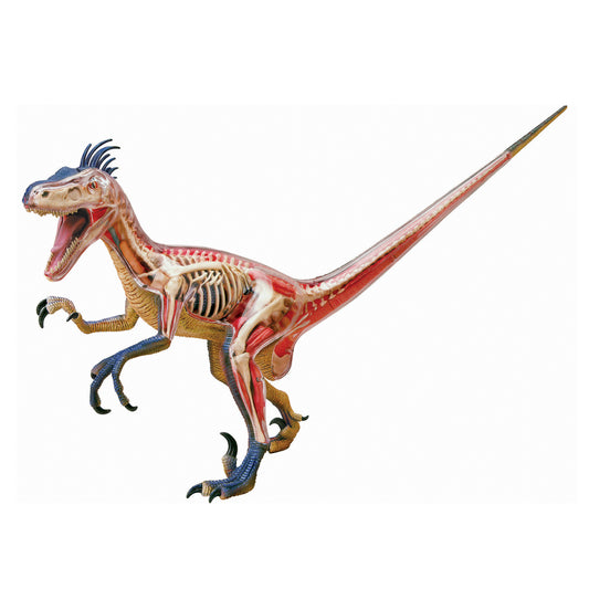 4D Master Velociraptor Anatomy Model Kit showing transparent dinosaur figure with skeletal and muscular system visible, tan and red coloring with blue legs