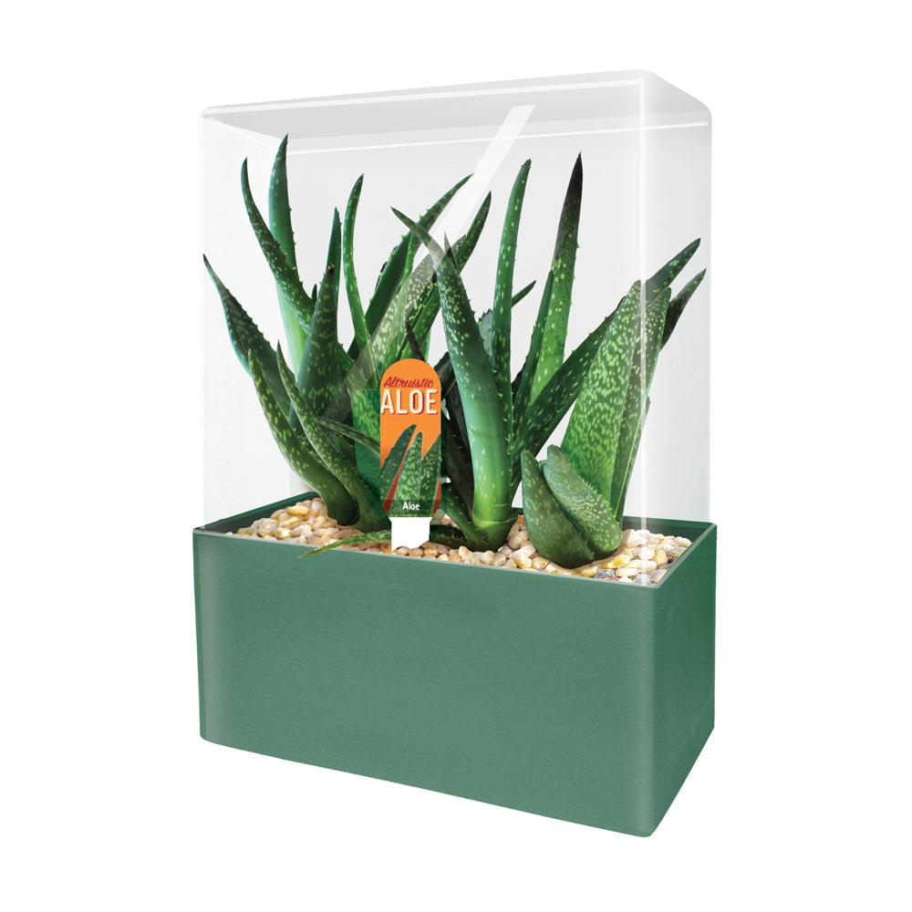 Green aloe plants with spotted leaves in a green planter box with clear acrylic terrarium cover and pebble base