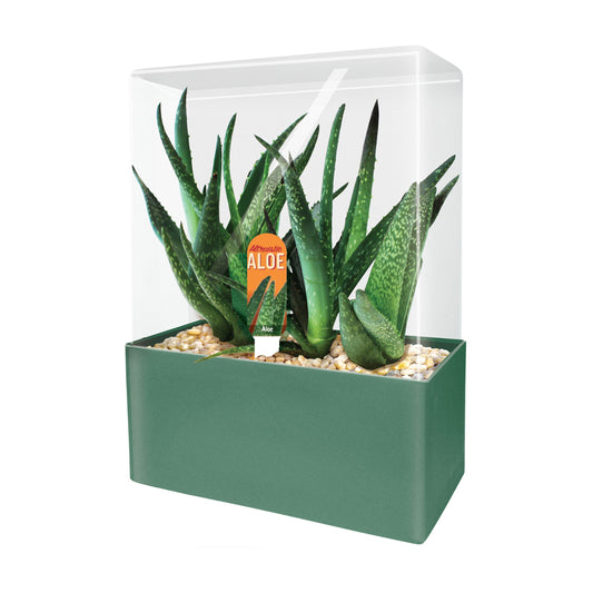 Green aloe plants with spotted leaves in a green planter box with clear acrylic terrarium cover and pebble base