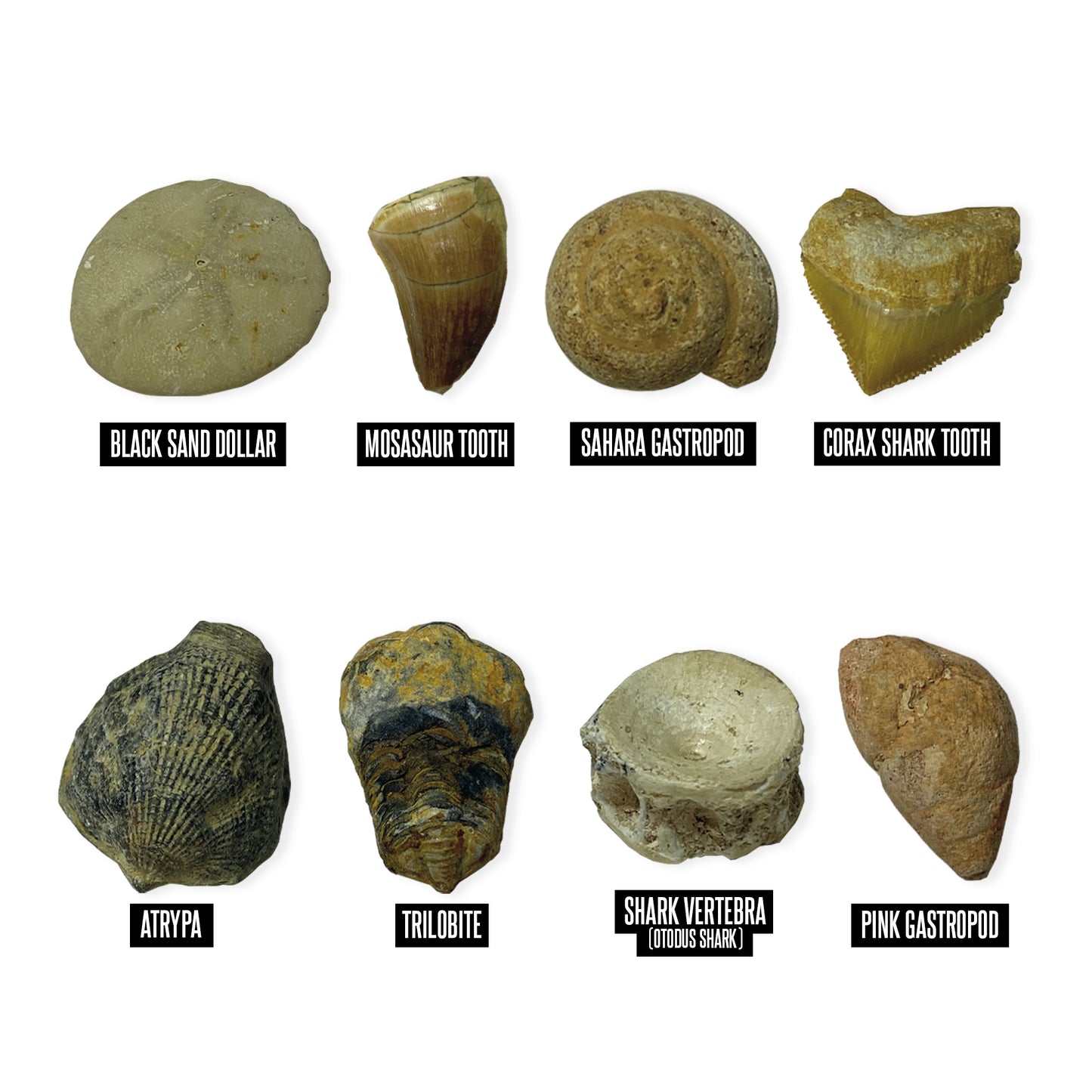 Educational Insights GeoSafari® Jr. Fossil Excavation Kit