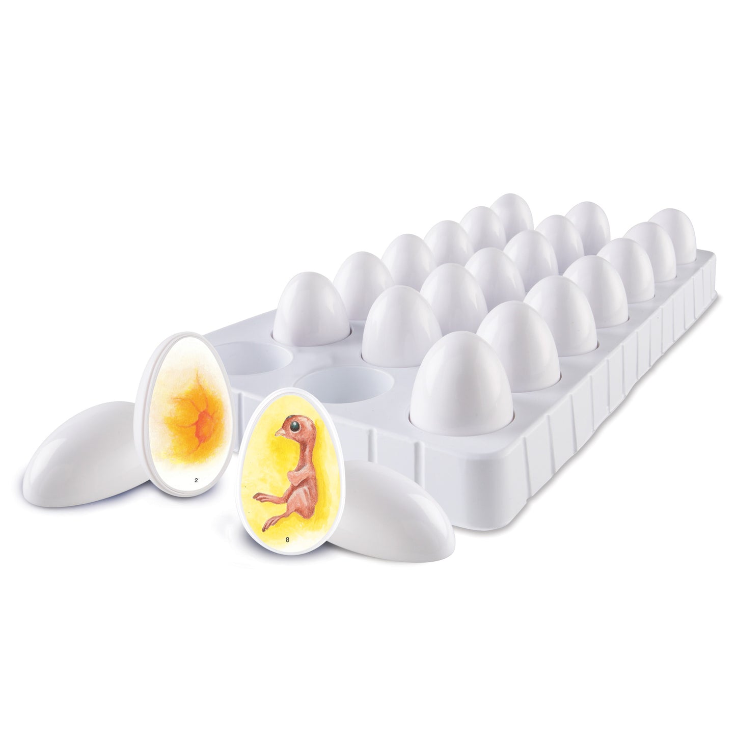 Learning Resources Chick Life Cycle Exploration Set - Educational Science Toy