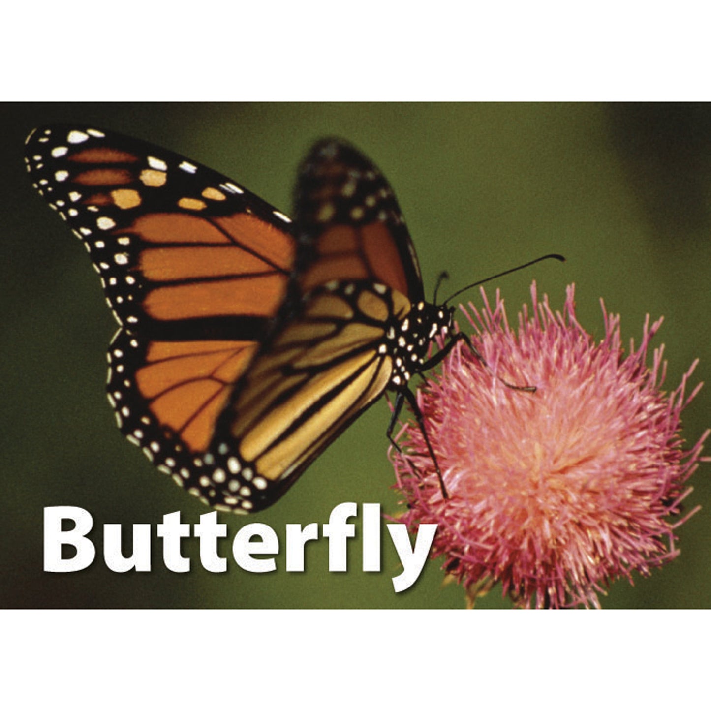 Stages Learning Materials - Memory Matching Game - Insects & Bugs - 3 Pack
