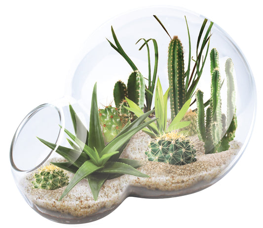 Double sphere glass terrarium kit with sand, various cacti, and green succulents inside