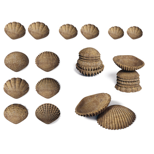 36 tactile shell-shaped pieces in tan arranged by texture and size: smooth, ridged, and bumpy surfaces in three graduated sizes