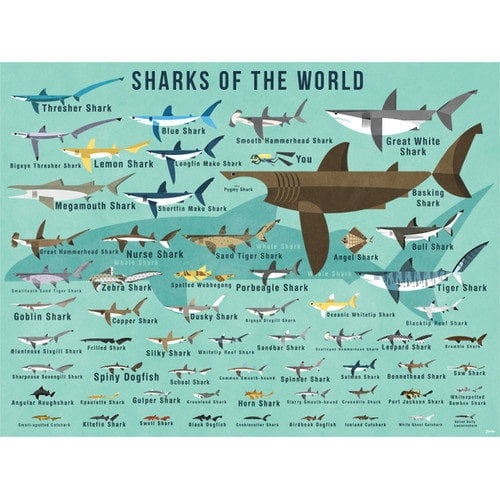 Sharks of the World educational canvas art featuring illustrated species labels on turquoise background, 24x18 inches