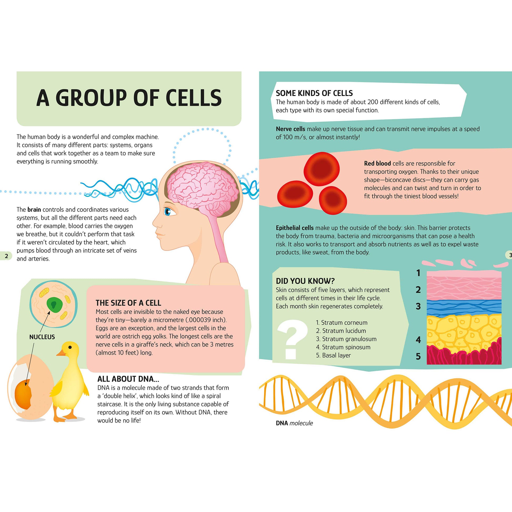 TLE: The Human Body educational infographic poster showing cells, DNA, and body systems