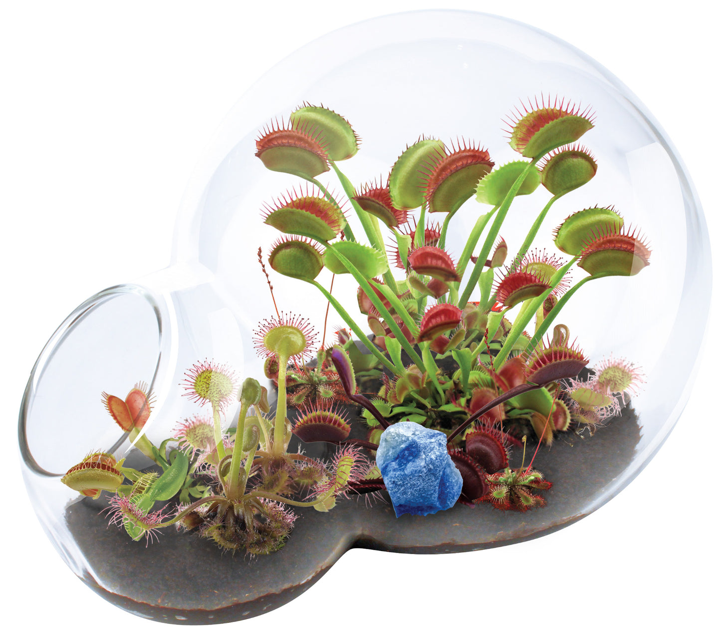 Venus flytraps and sundew plants with green leaves and red-edged traps growing in a clear double-sphere glass terrarium with soil and blue stone