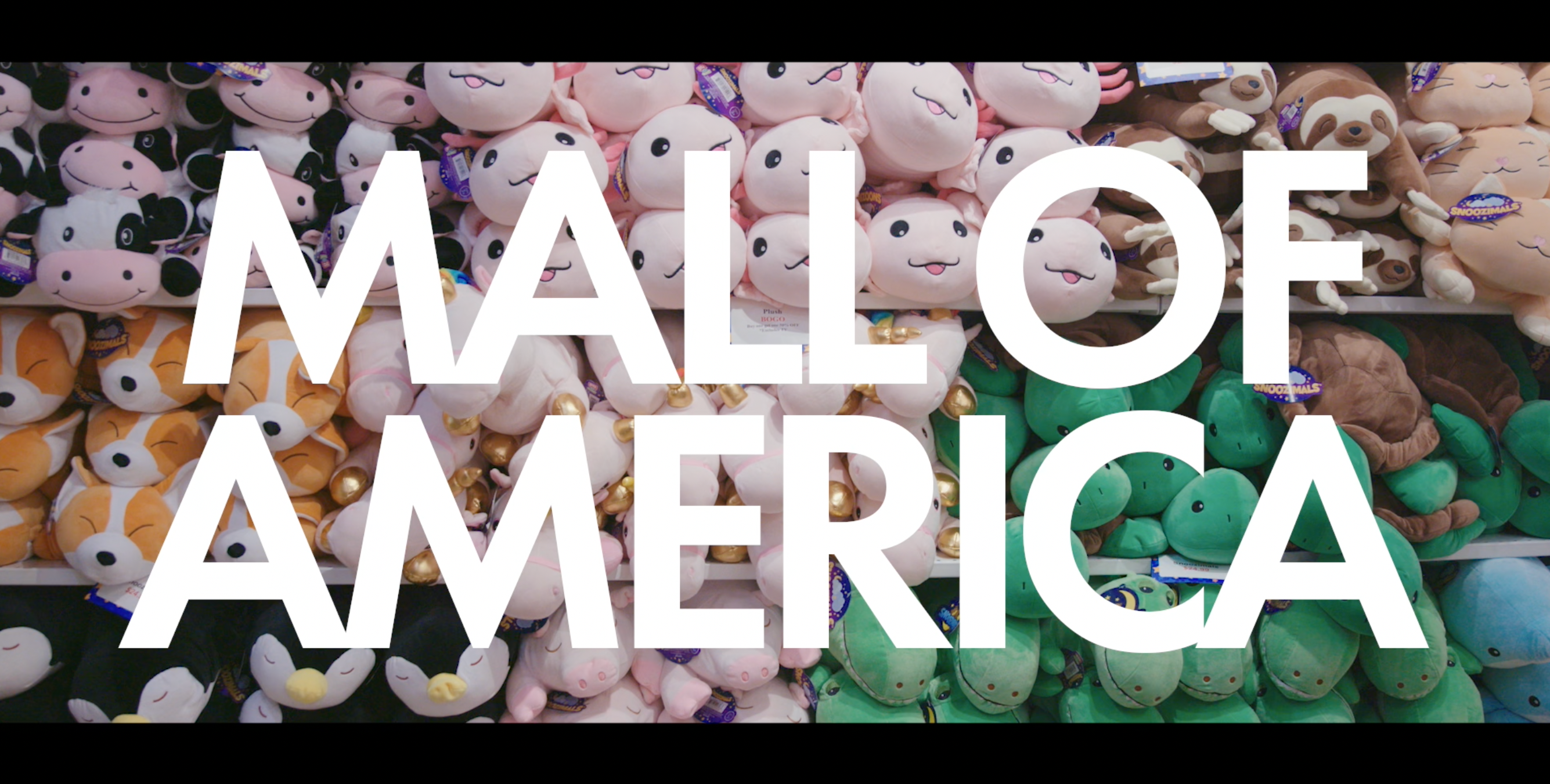 Load video: Video from guide dogs of america documentary